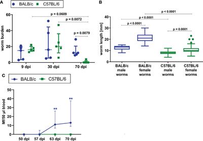 ILC2s Control Microfilaremia During Litomosoides sigmodontis Infection in Rag2-/- Mice